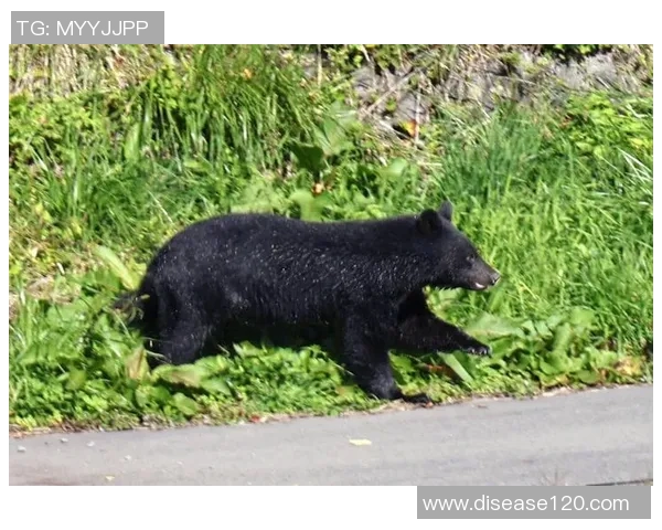 熊类踪迹现身草坪日本J3福岛联决定暂停球迷参观活动 熊类踪迹现身草坪日本J3福岛联决定暂停球迷参观活动